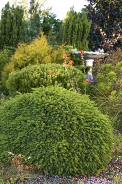 Ель обыкновенная Литтл Джем в ландшафте